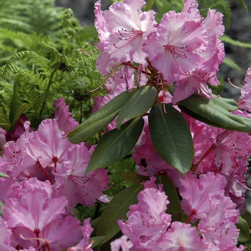 Rhododendron