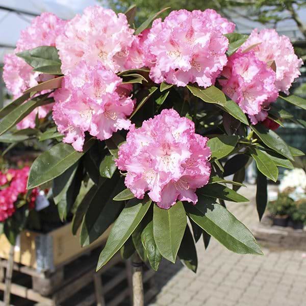 Rhododendron arabella opstammet