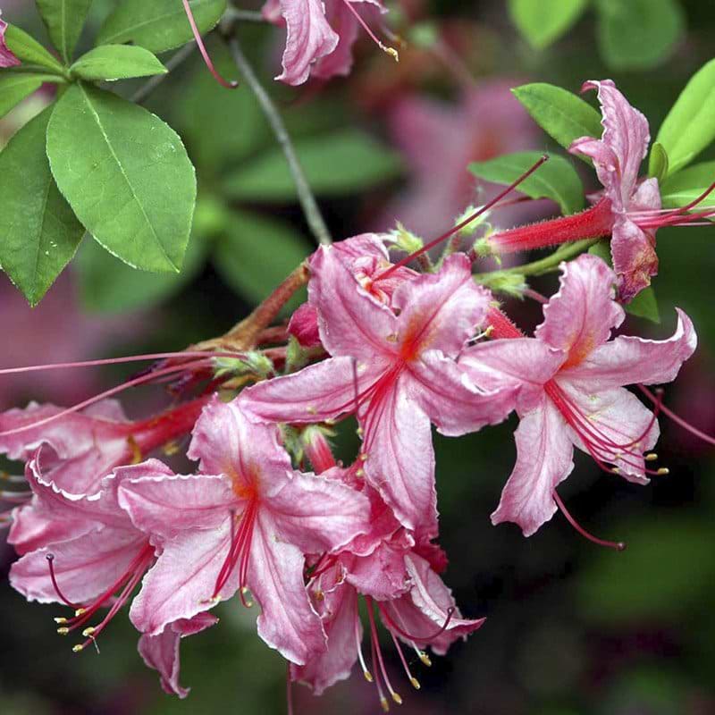 løvfældende azalea