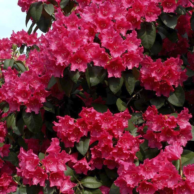 rød rhododendron