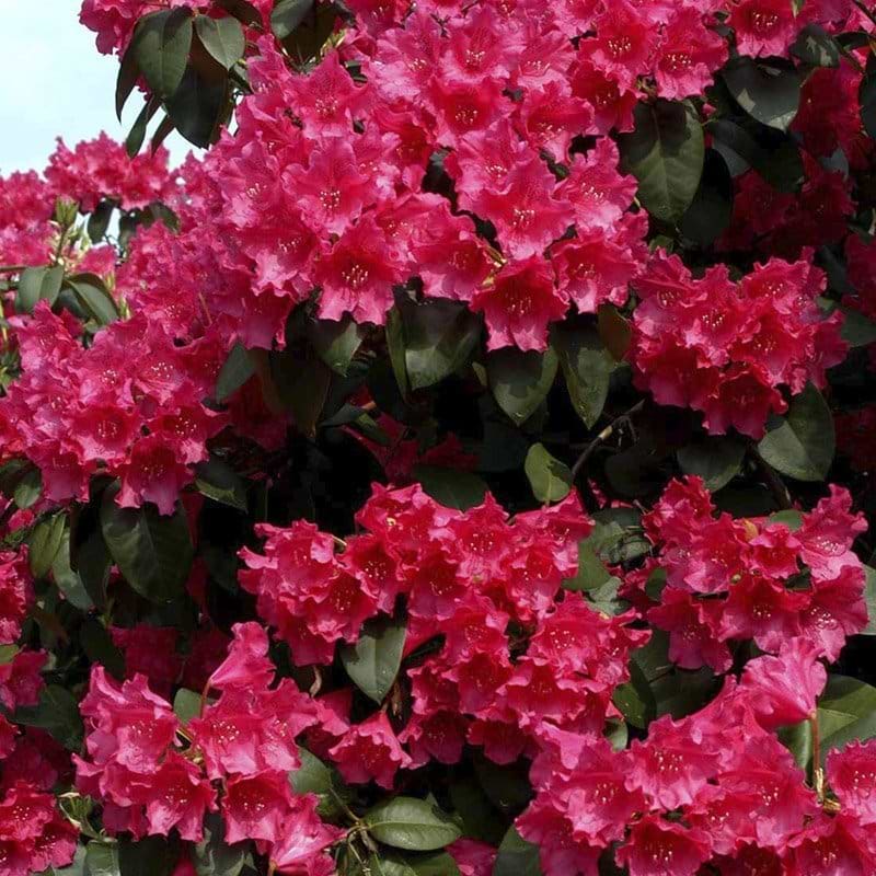 'August Lamken'