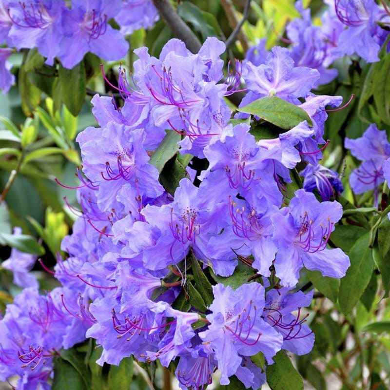 lilla rhohodendron