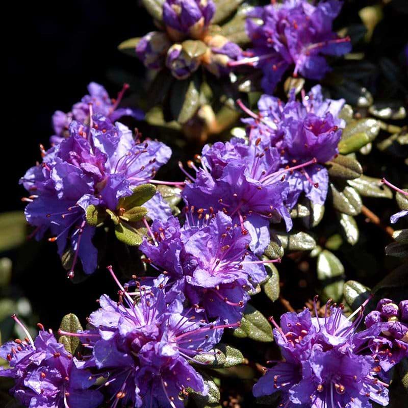 Rhododendron Azurika blomst