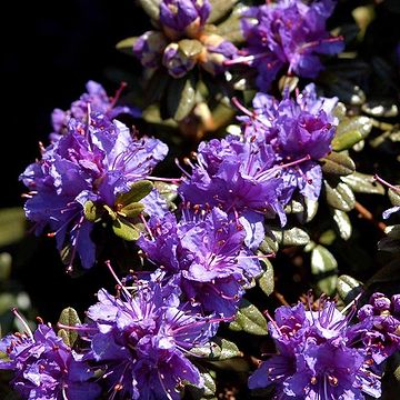 Japansk Azalea (Rhododendron 'Babuschka') 25-30 cm