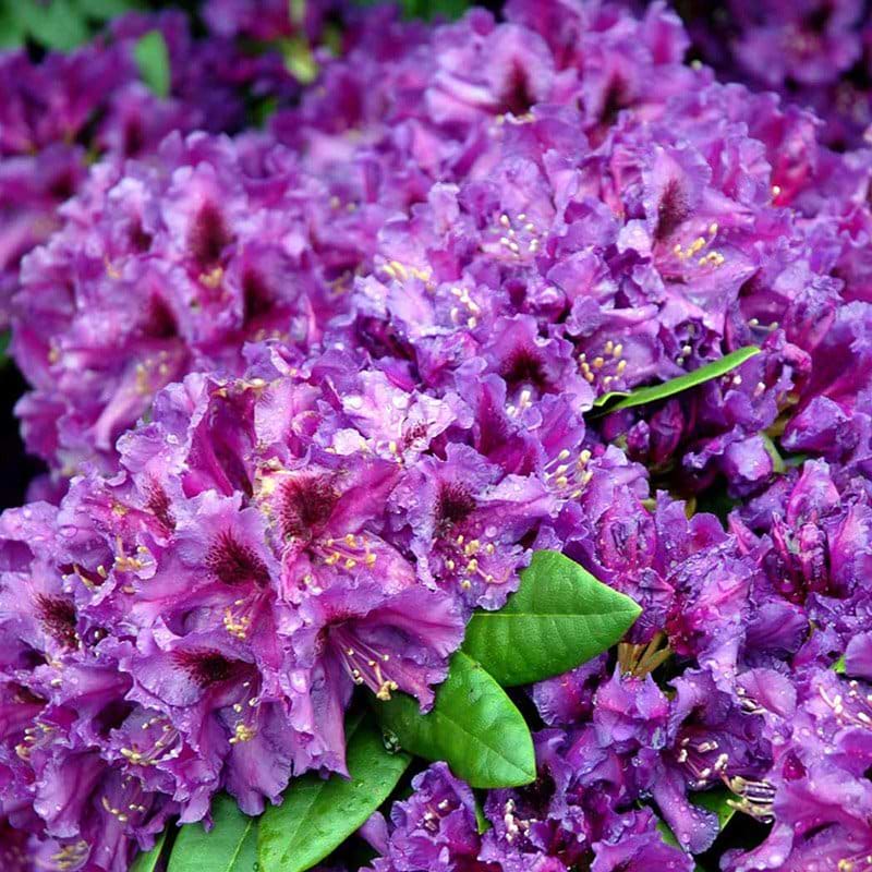 Rhododendron Azurro busk