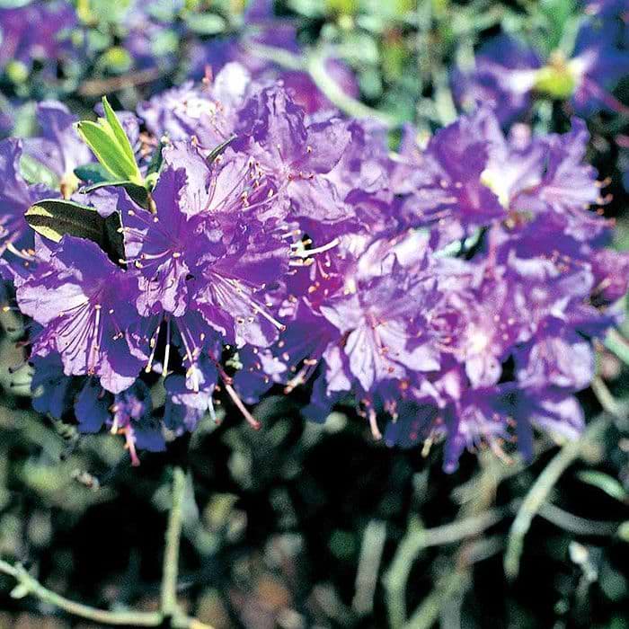 Rhododendron 'Azurwolke' 15-20 cm
