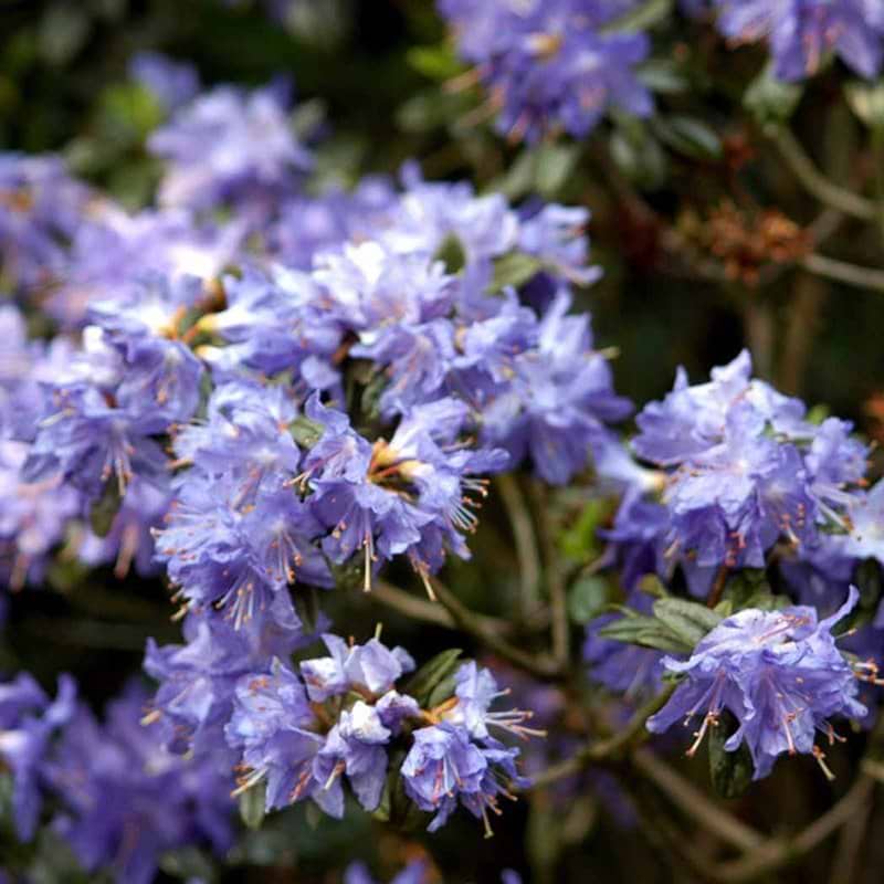 Rhododendron Azurwolke