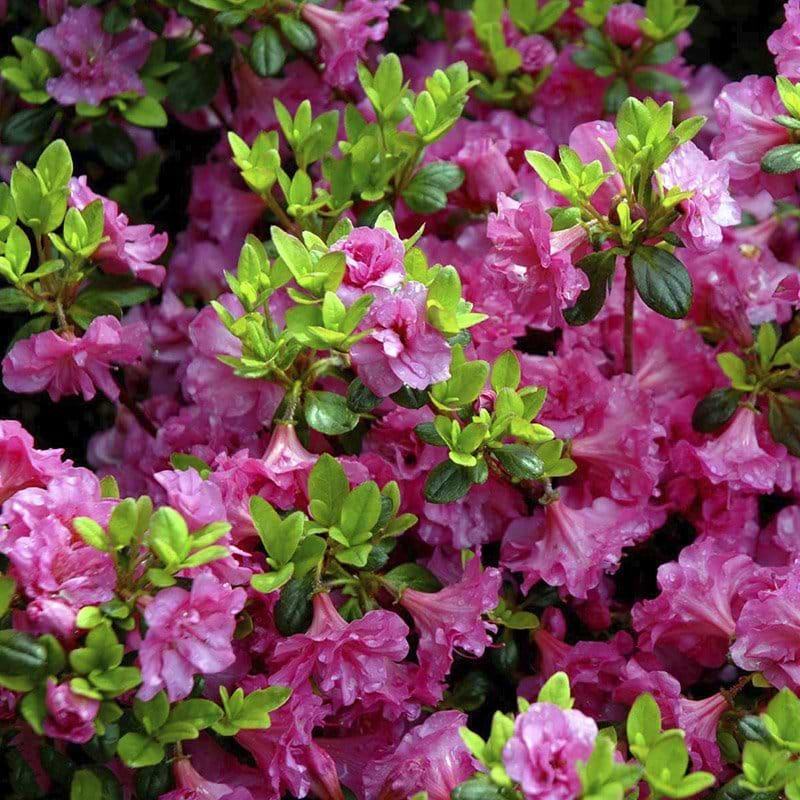 fyldte rosa blomster