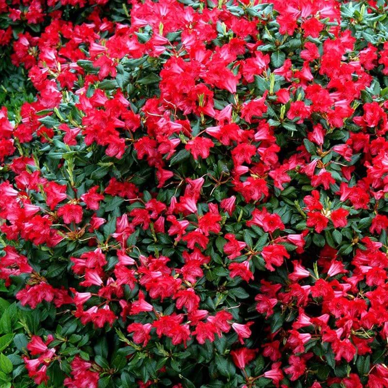 Rhododendron (Rhododendron 'Baden Baden') 15-25 cm