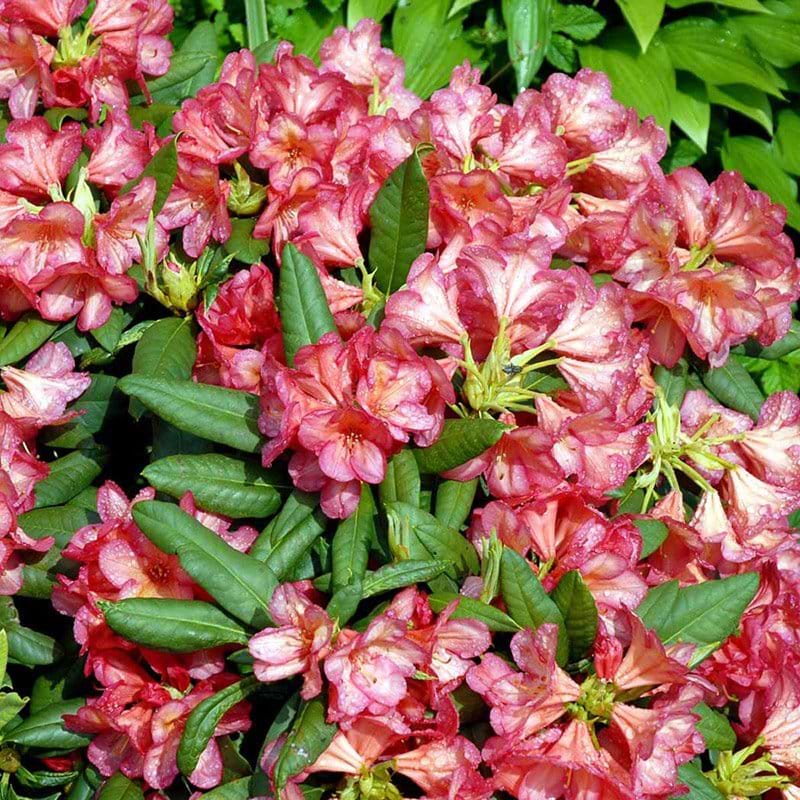 Rhododendron Balalaika