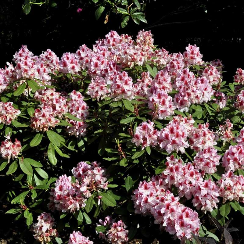 rhododendron busk