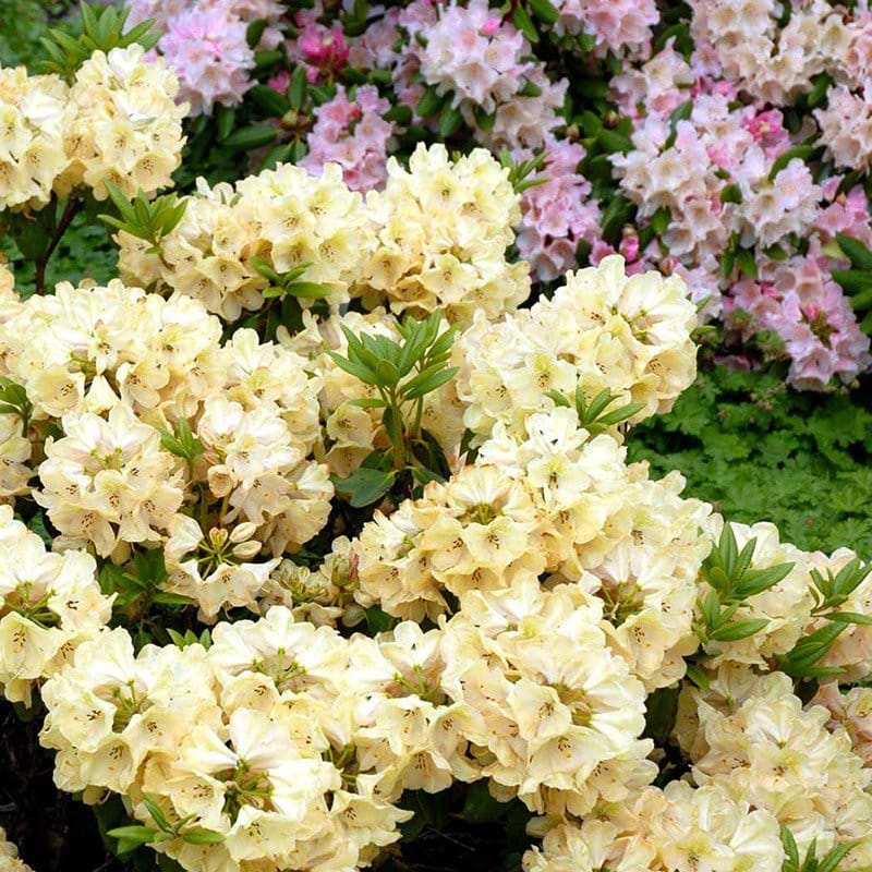 Rhododendron Belkanto busk