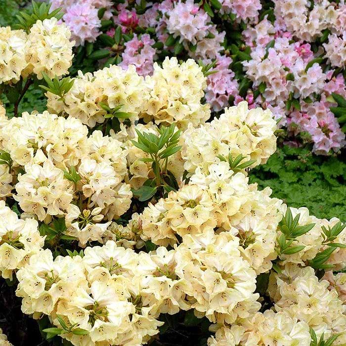 Rhododendron (Rhododendron 'Belkanto') 30-40 cm