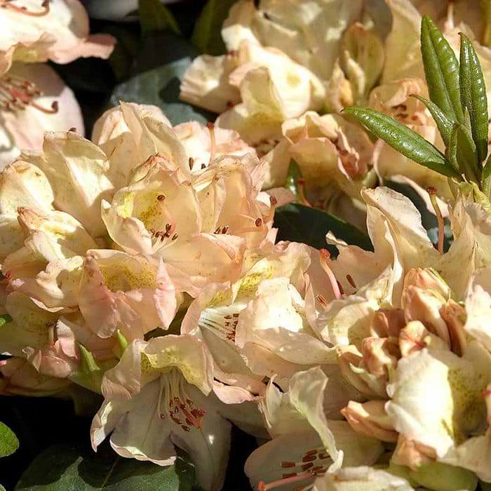 rhododendron japanese azalea Japanese Azalea (Rhododendron indicum) Flower Seeds for Planting – Hei –  Pure Asia Seeds main image 1