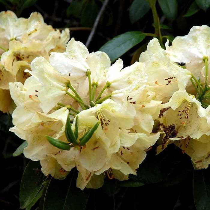 Rhododendron (Rhododendron 'Belkanto') 30-40 cm