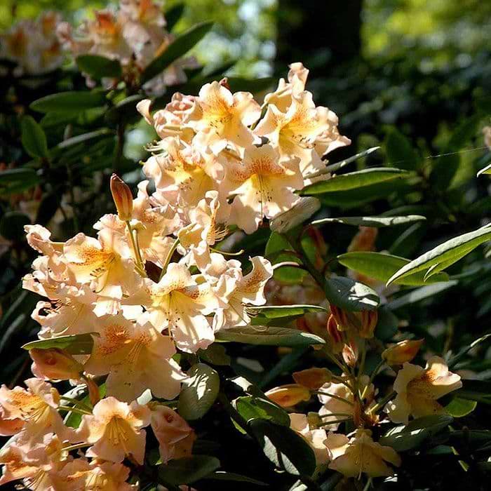 Rhododendron (Rhododendron 'Bernstein') 30-40 cm