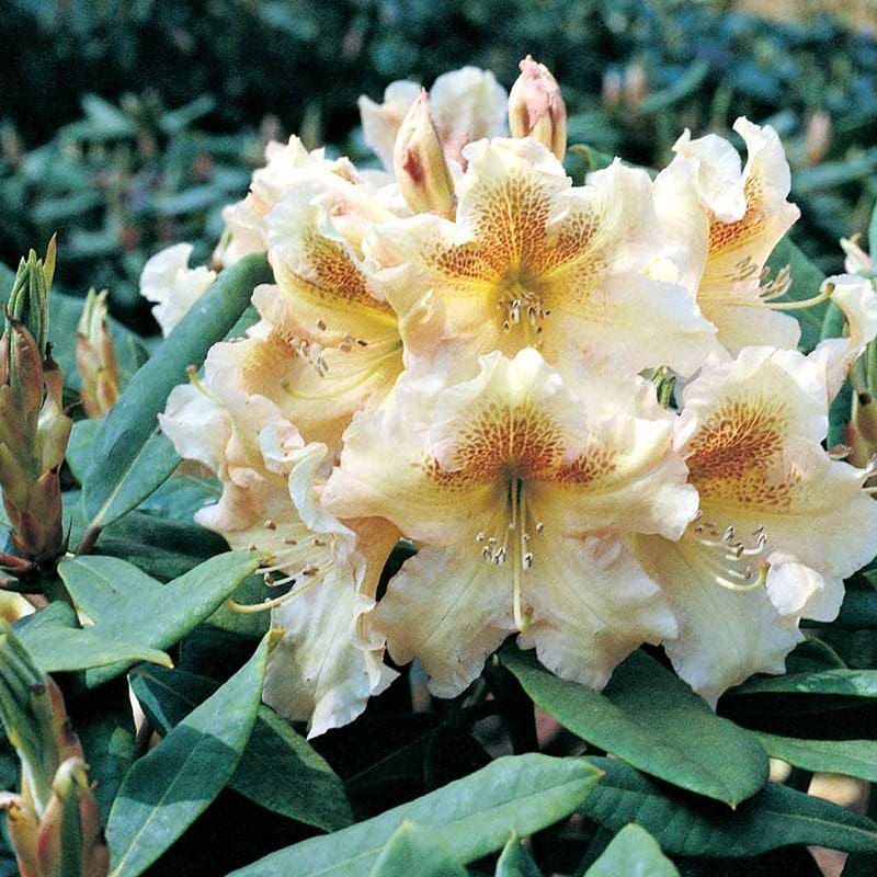 Rhododendron 'Bernstein'