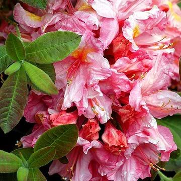 Rhododendron 'Berryrose' 60-80cm