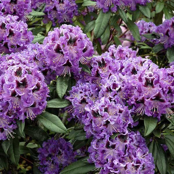 Rhododendron (Rhododendron 'Blaue Jungs') 30-40 cm