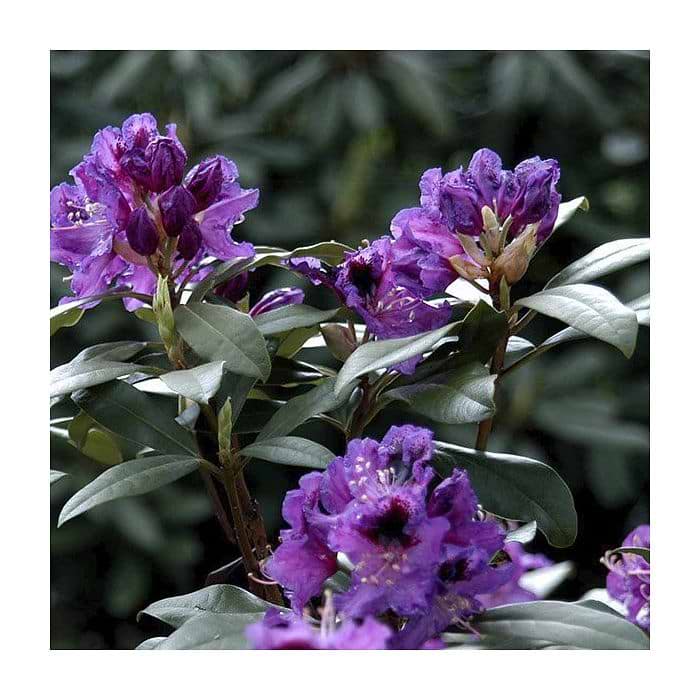 Rhododendron (Rhododendron 'Blaue Jungs') 30-40 cm
