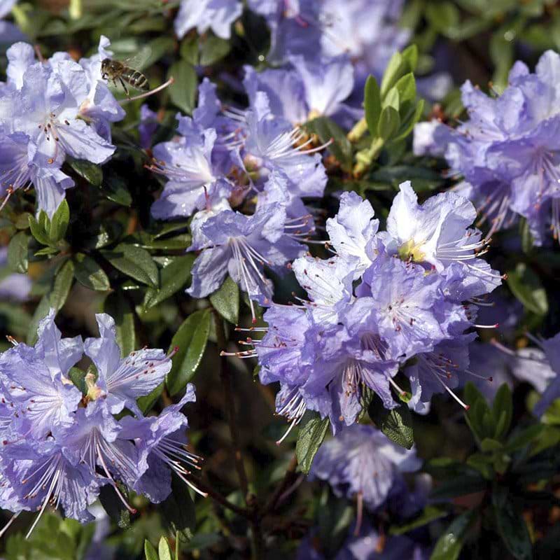blå rhododendron