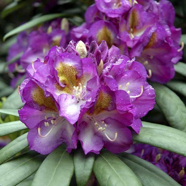 flot rhododendron