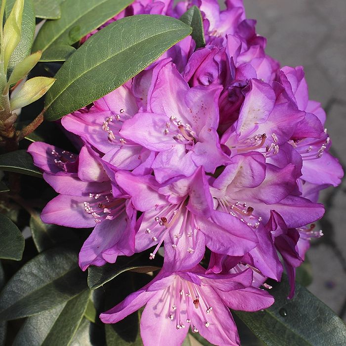 Rhododendron (Rhododendron 'Blue Print') 30-40 cm