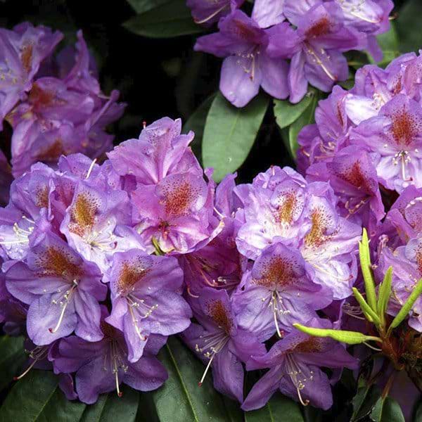 violet rhododendron blomst