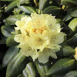 Rhododendron (Rhododendron yak. 'Bohlkens Laura') 30-40 cm