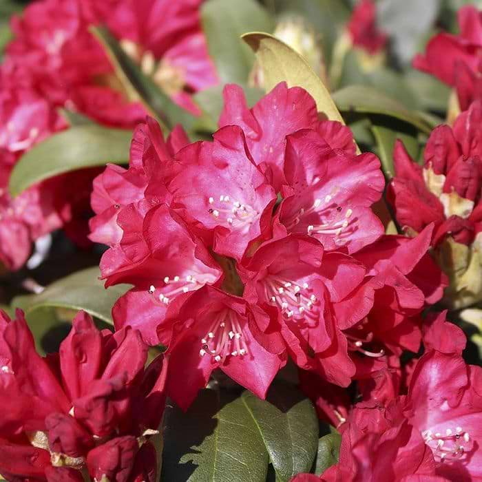 Rhododendron (Rhododendron yak. 'Bohlkens Roter Stern') 30-40 cm