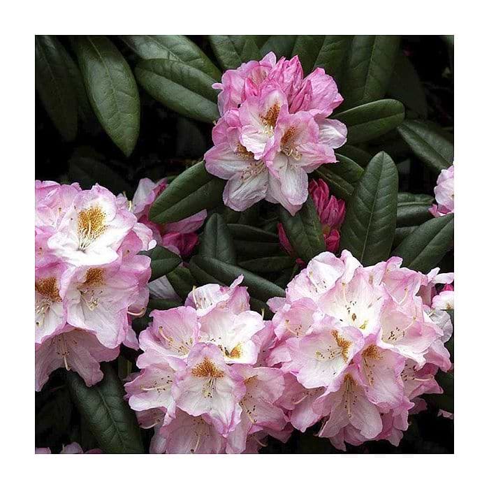 Rhododendron (Rhododendron 'Brigitte') 50-60 cm*
