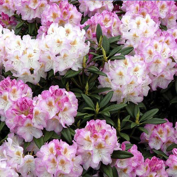 rosa rhododendron busl
