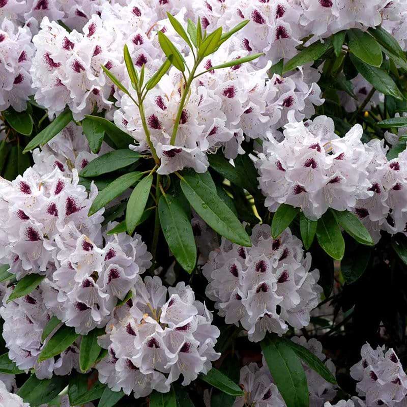 Rhododendron (Rhododendron 'Calsap') - Flere Varianter