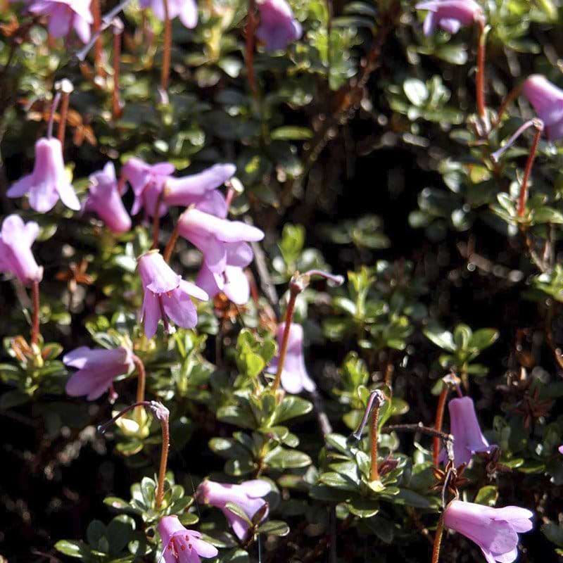 rosa blomster