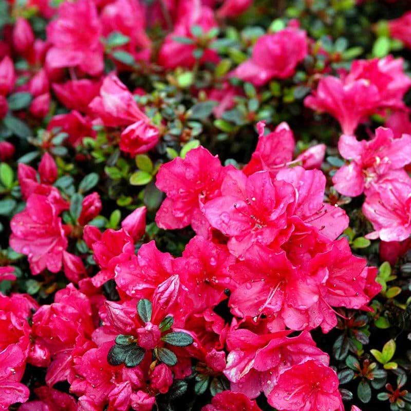 Pink rhododendron
