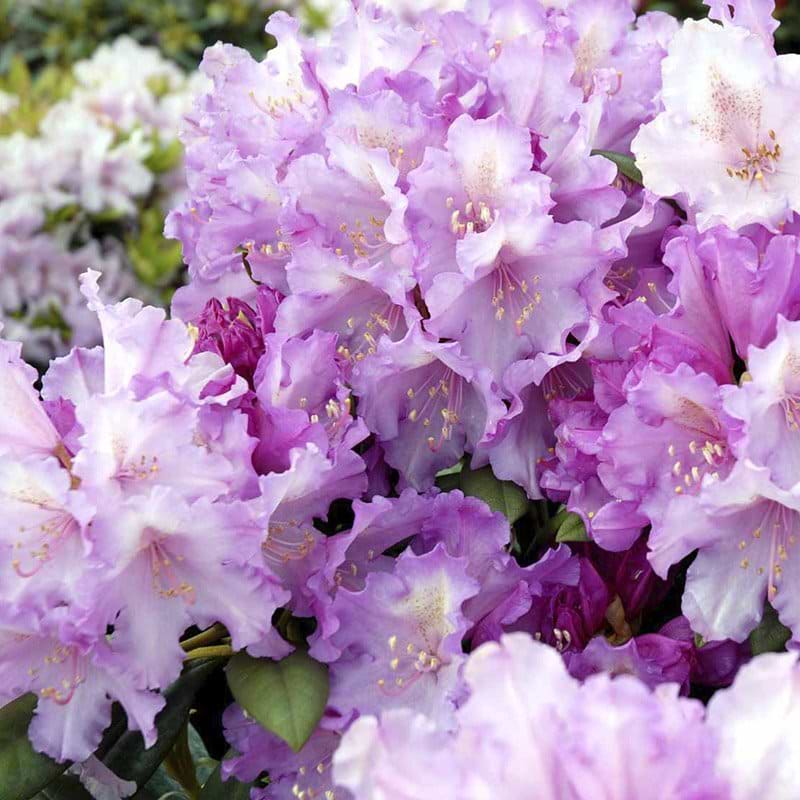 lilla rhododendron