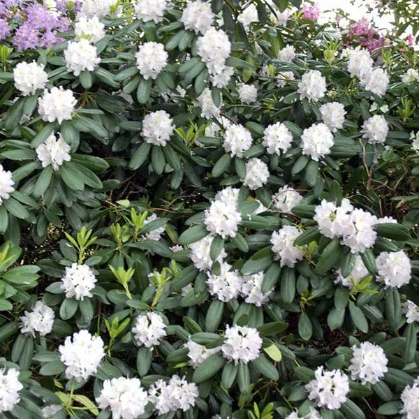 Rhododendron hvid