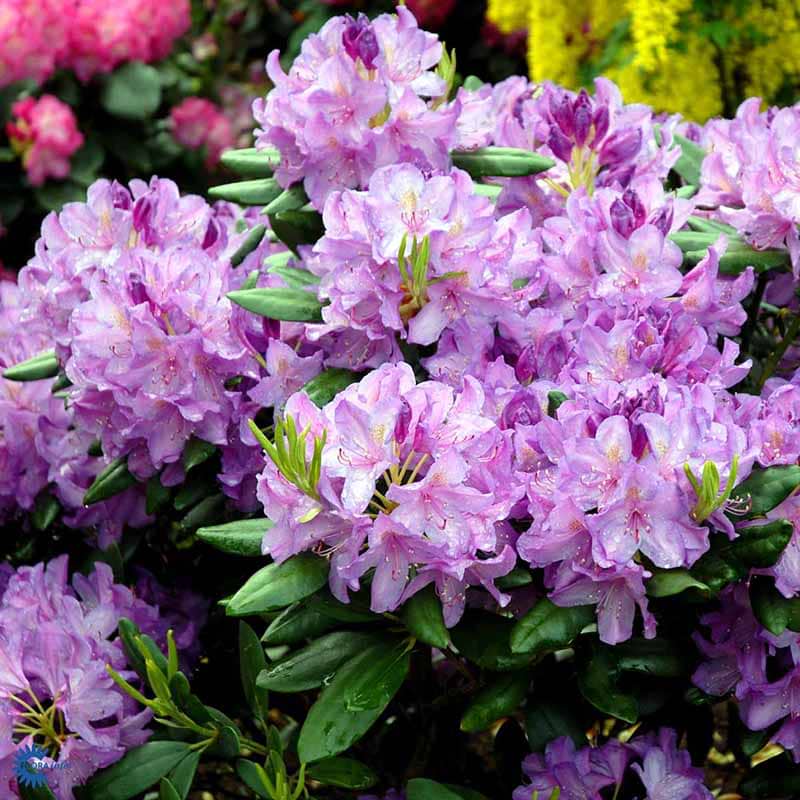 Grandiflorum lysviolette blomster