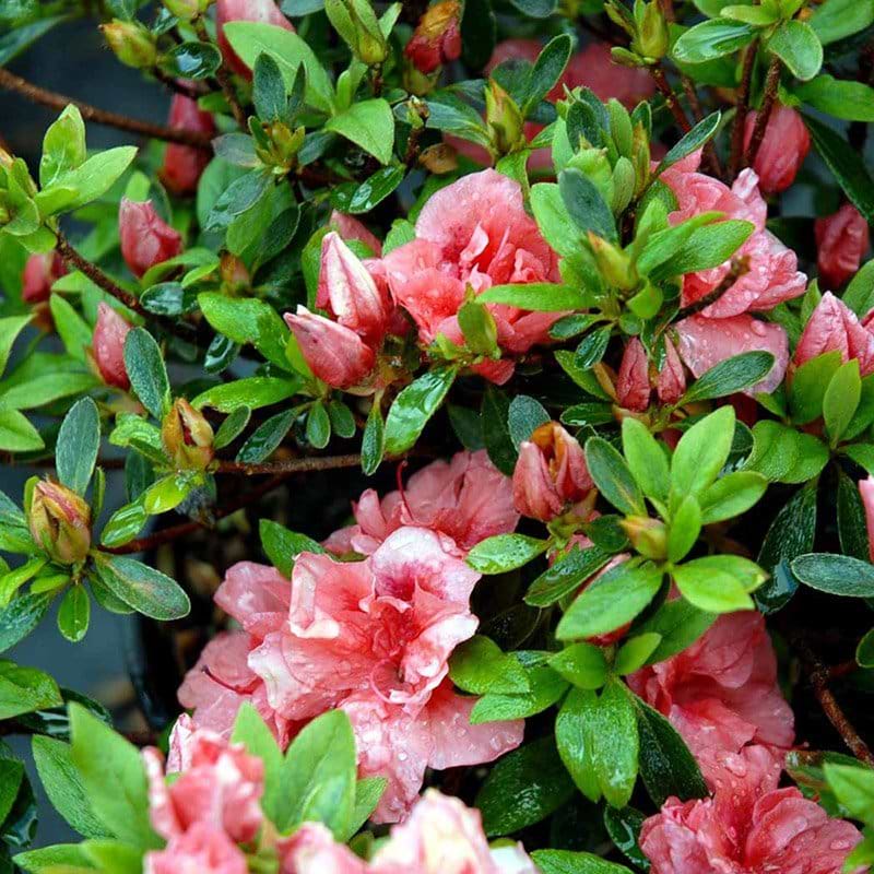 Rhododendron Cherie