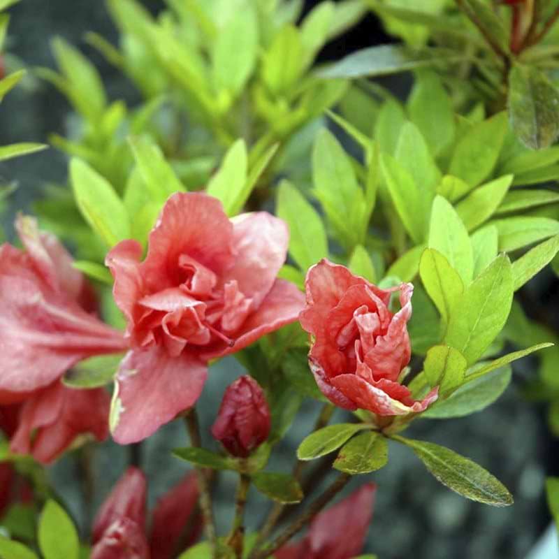 koralrød blomst