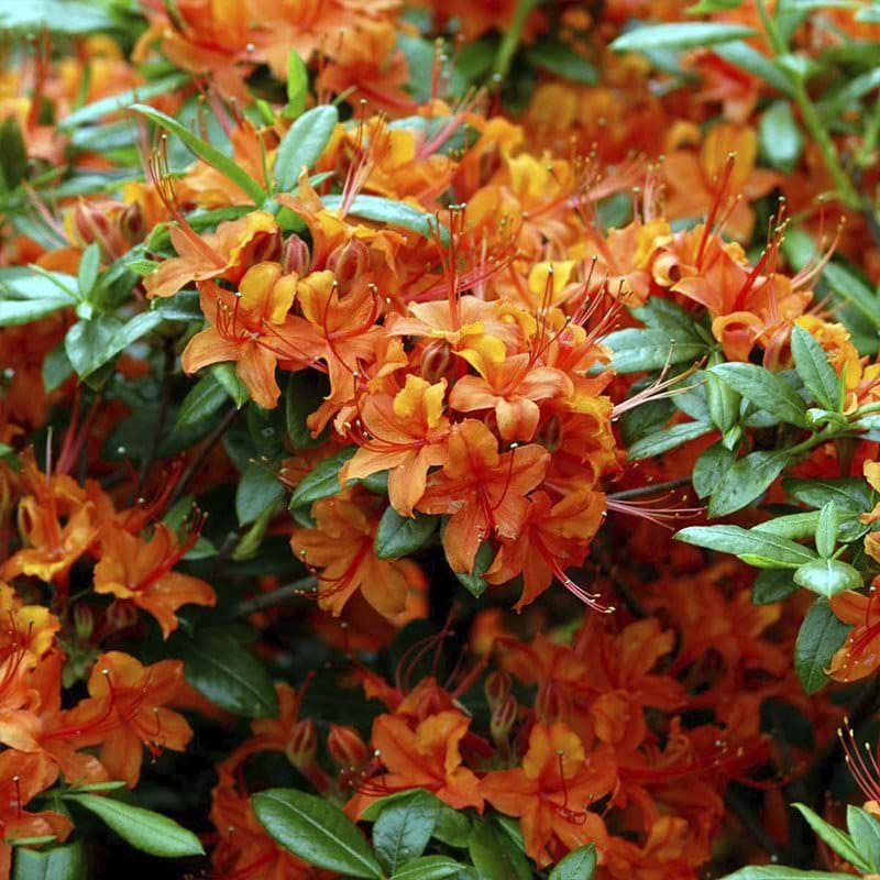 flot orange rhododendron