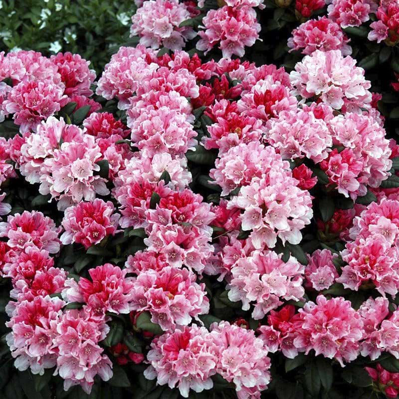 blomst rhododendron