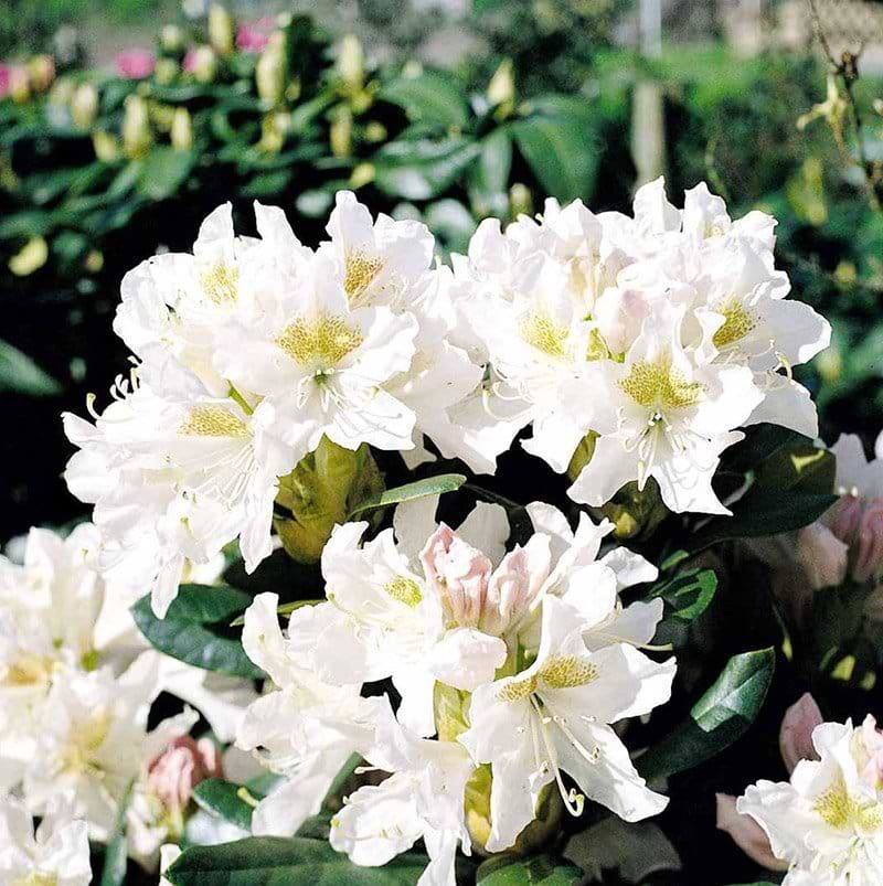 Rhododendron Cunninghams White