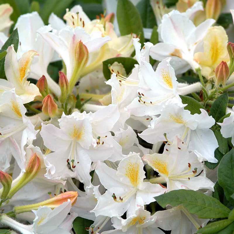 Gul og hvid rhododendron