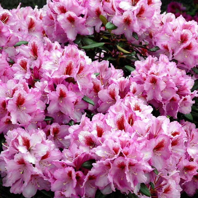 Rhododendron Diadem