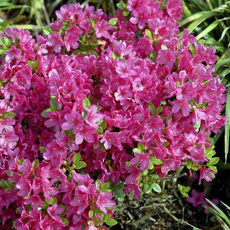 rubinrøde blomster