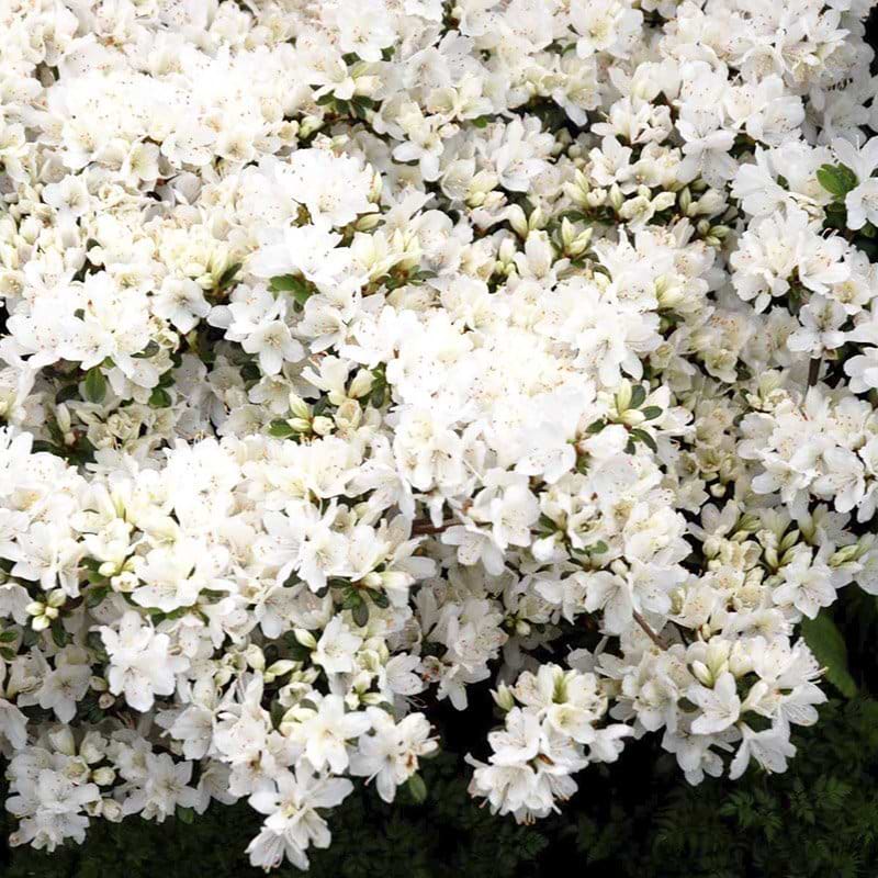 rhododendron med hvide blomster