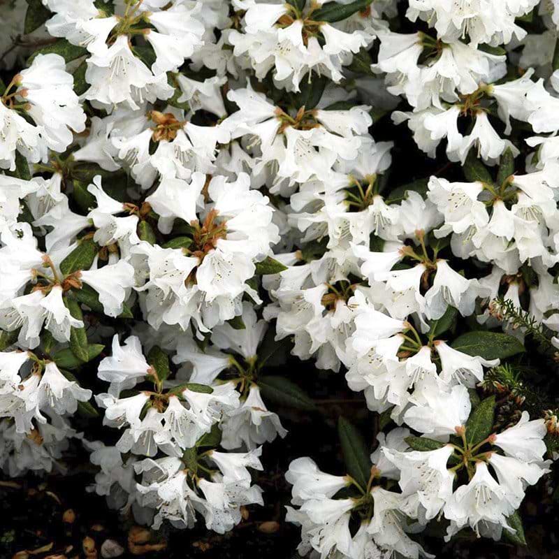 hvide blomster