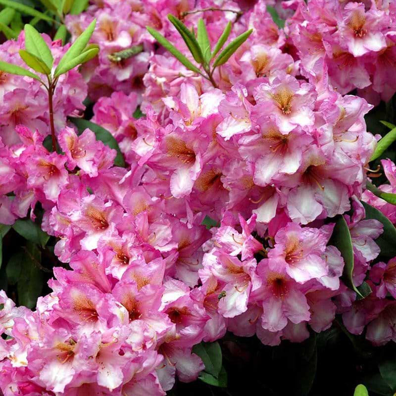 Rhododendron Duke of York busk