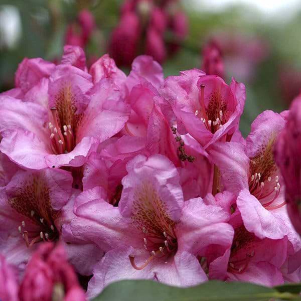 sartrosa rhododendron